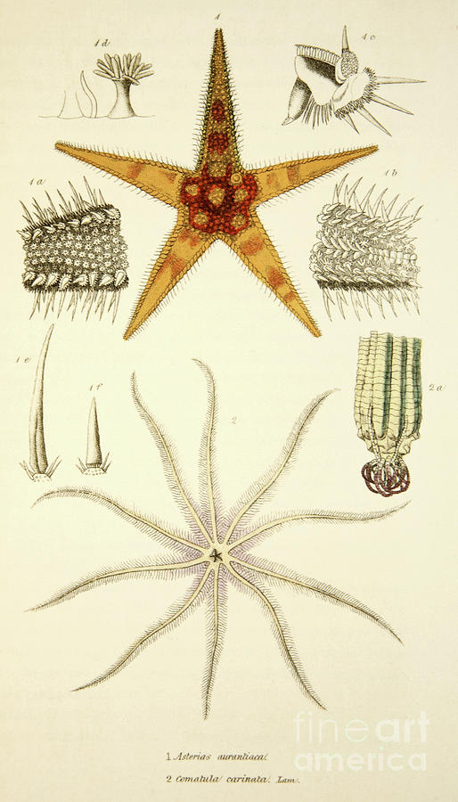 514x900 Starfish Asterias Aurantiaca And Comatula Carinata Drawing - Starfish Drawing Images