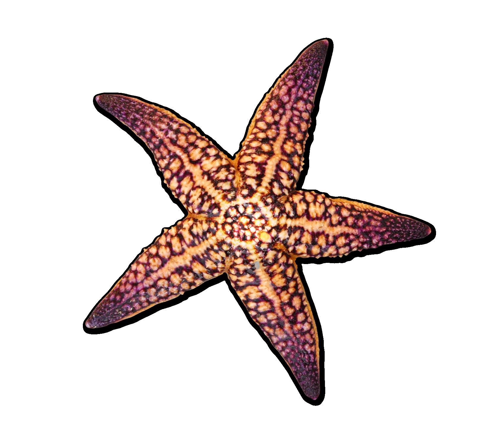 1616x1446 Starfish Drawing - Starfish Drawing Images