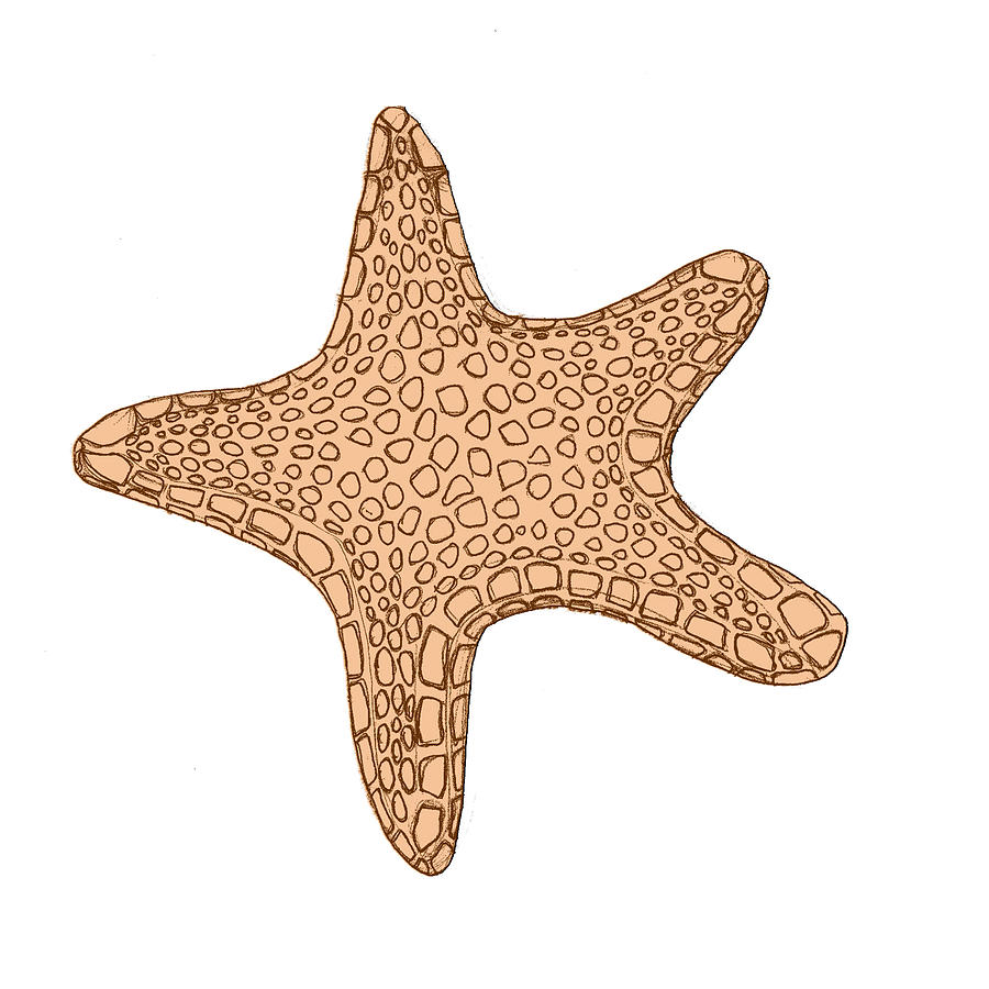 900x900 Starfish Drawing - Starfish Drawing Images