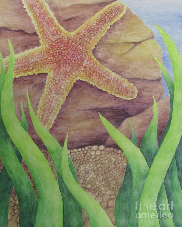 721x900 Starfish Drawing - Starfish Drawing Images