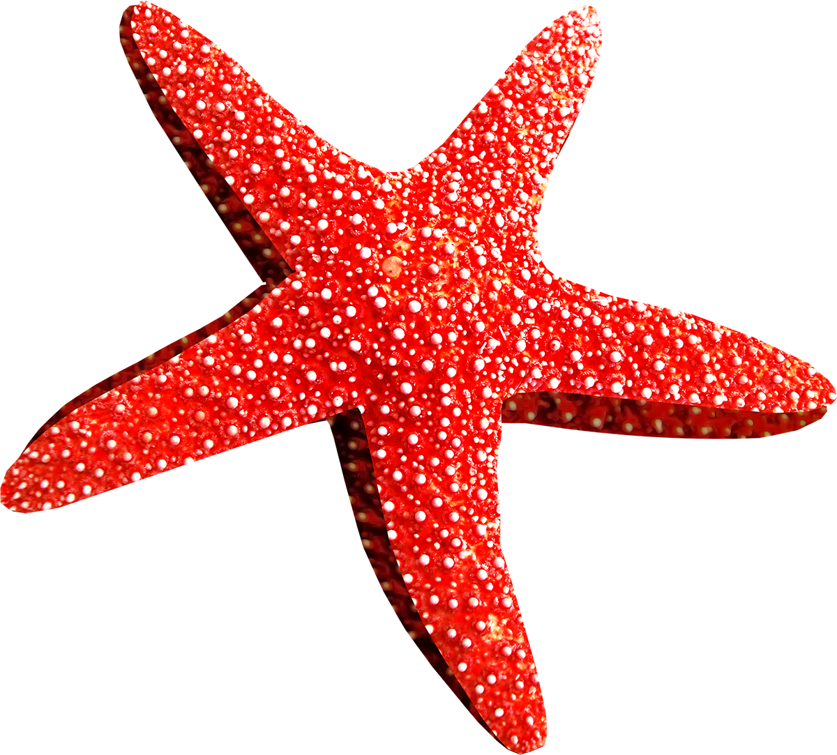 1200x1083 Starfish Drawing - Starfish Drawing Images