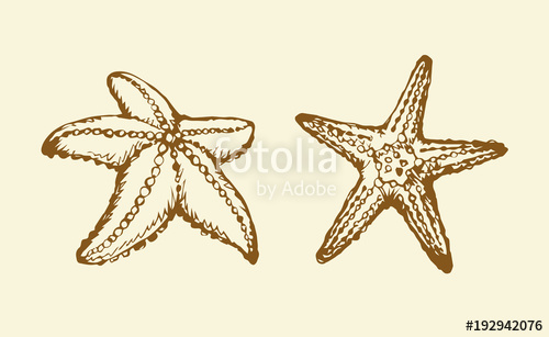 500x307 starfish vector drawing stock image and royalty free vector - Starfish Drawing Images