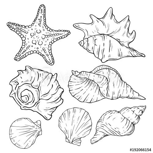 500x500 vector set of various beautiful mollusk sea shells and starfish - Starfish Drawing Images