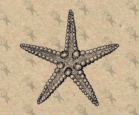 570x470 Vintage Image Ocean Life Starfish Retro Drawing Instant Etsy - Starfish Drawing Images