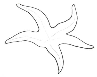 400x317 Starfish Drawing - Starfish Drawing Images