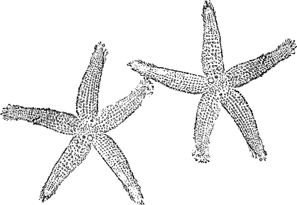 600x414 Drawing Starfish Black And White Transparent Png Clipart Free - Starfish Drawing Images