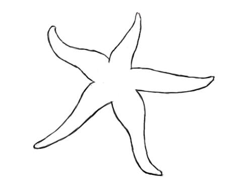 500x357 How To Draw A Starfish - Starfish Drawing Template