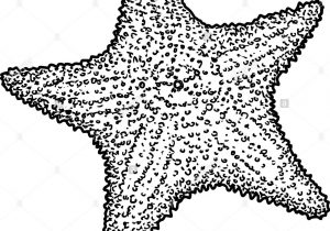 300x210 Star Fish Drawing Starfish Drawing Template At Getdrawings Free - Starfish Drawing Template
