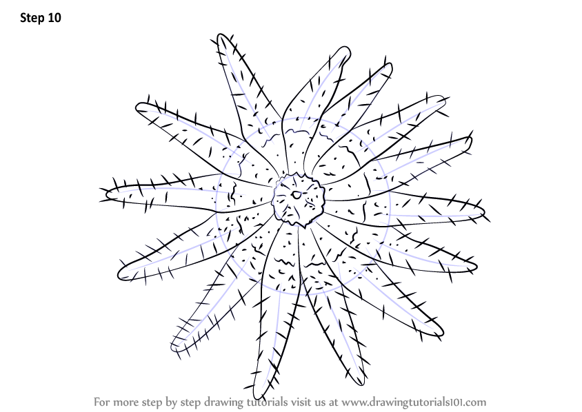 844x598 Learn How To Draw A Crown Of Thorns Starfish - Starfish Line Drawing