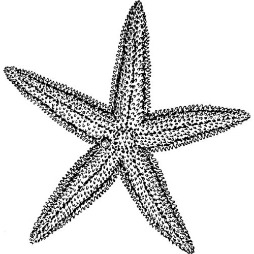 500x500 Line Drawing Starfish - Starfish Line Drawing