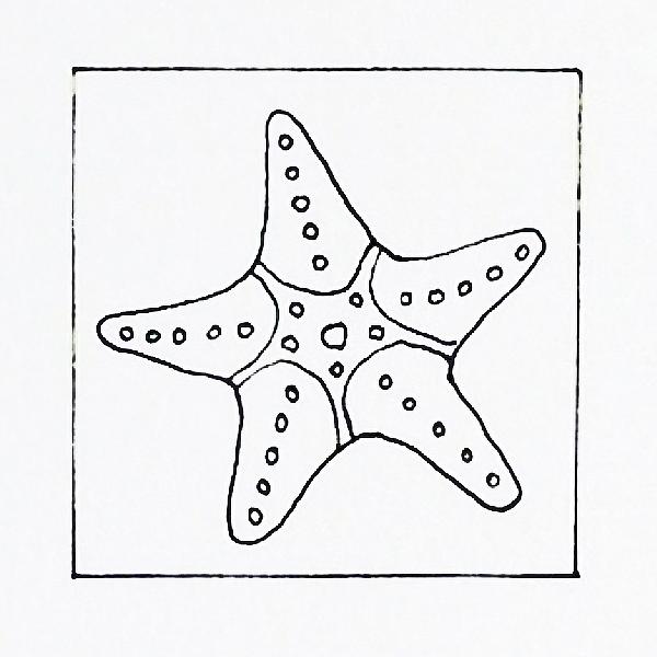 600x600 Starfish Line Drawing Alison Collins - Starfish Line Drawing