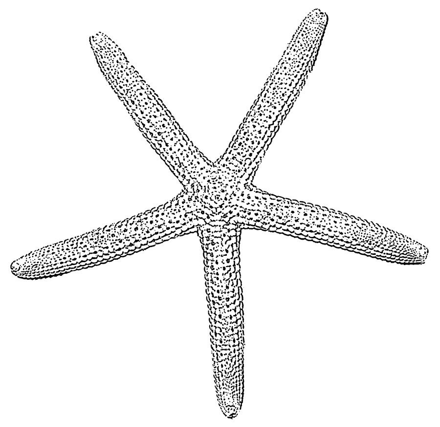 900x873 Starfish Drawing - Starfish Line Drawing