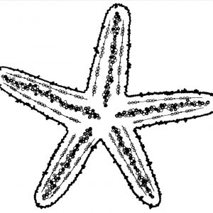 300x300 Starfish Drawing New Starfish Line Drawing At Getdrawings - Starfish Line Drawing