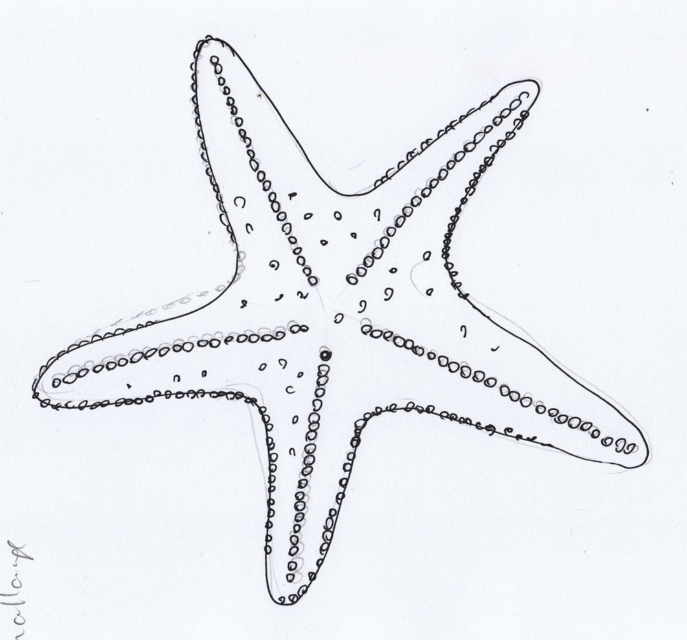1000x932 Starfish Drawing Free Download - Starfish Line Drawing
