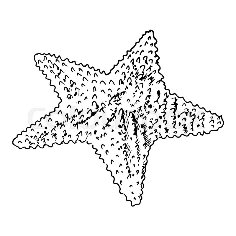 800x800 Starfish Realistic Sketch Sea Star, Stock Vector Colourbox - Starfish Line Drawing