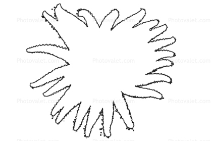 418x279 Sunflower Star Outline - Starfish Line Drawing