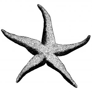 Starfish Line Drawing at PaintingValley.com | Explore collection of ...