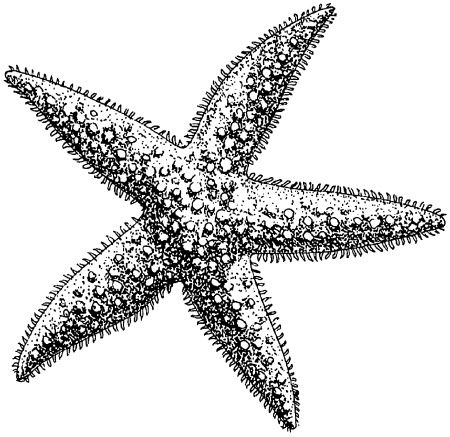 450x437 Shell Line Drawing - Starfish Line Drawing