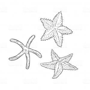 300x300 Hand Drawn Starfish Vector Illustration In Sketch Style Image - Starfish Outline Drawing