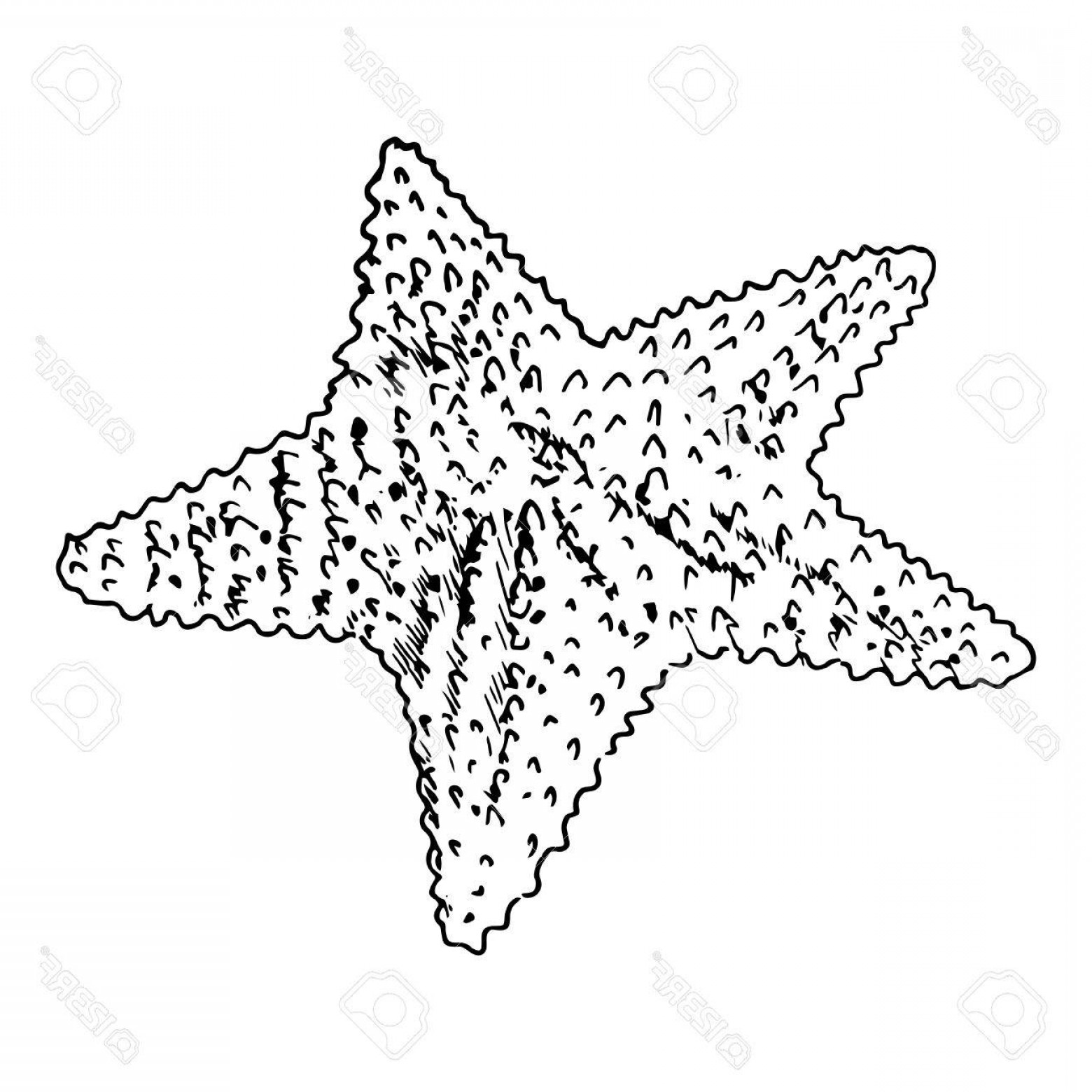 1560x1560 Photostock Vector Starfish Realistic Sketch Sea Star Isolated - Starfish Outline Drawing