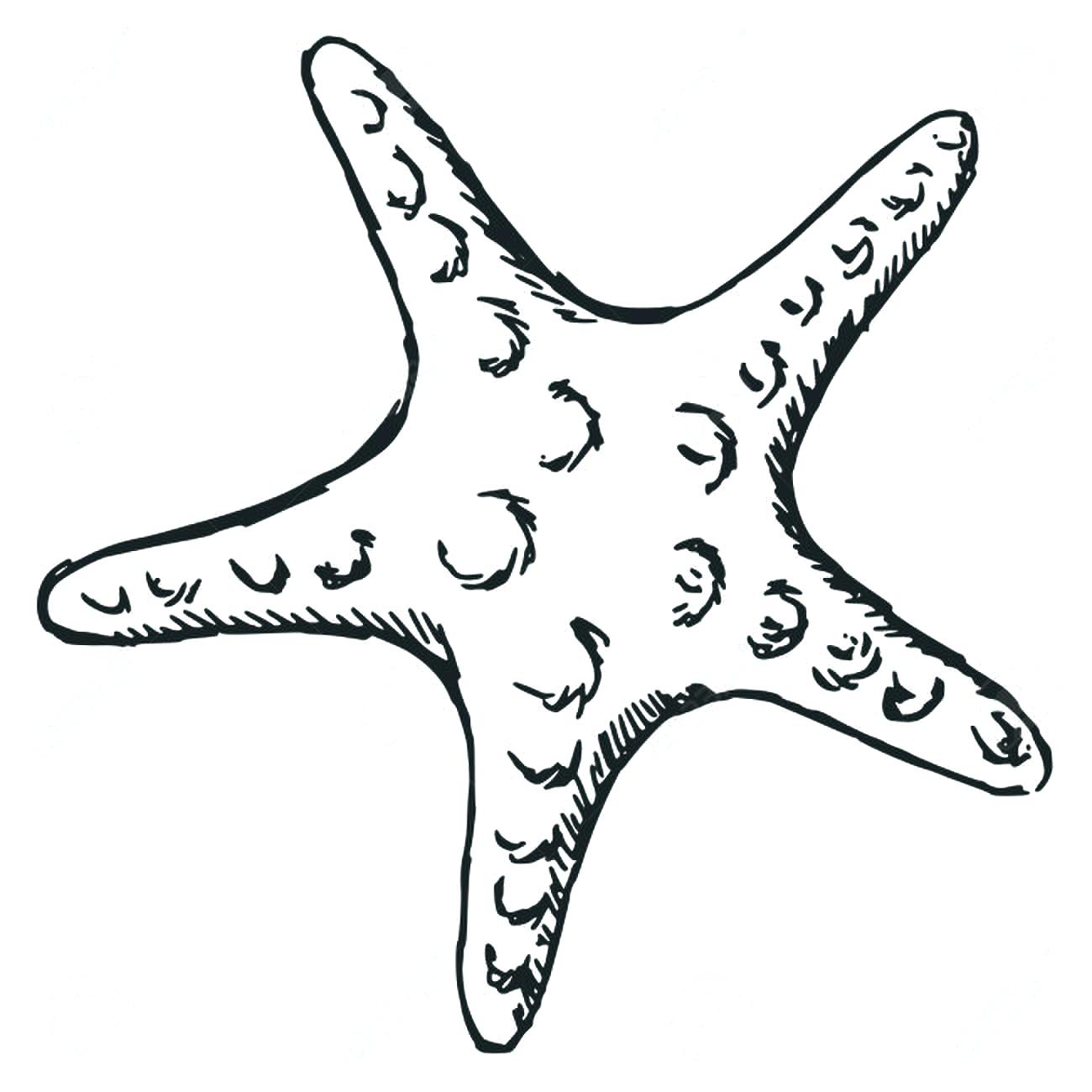 1300x1300 Starfish Coloring Pages To Print - Starfish Outline Drawing