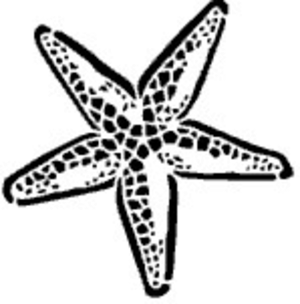 592x600 Starfish Drawing Cliparts - Starfish Outline Drawing