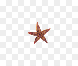 260x220 Starfish Png - Starfish Outline Drawing