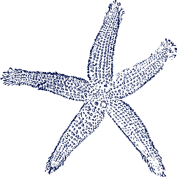 594x595 Drawing Starfish Invertebrate Transparent Png Clipart Free - Starfish Outline Drawing