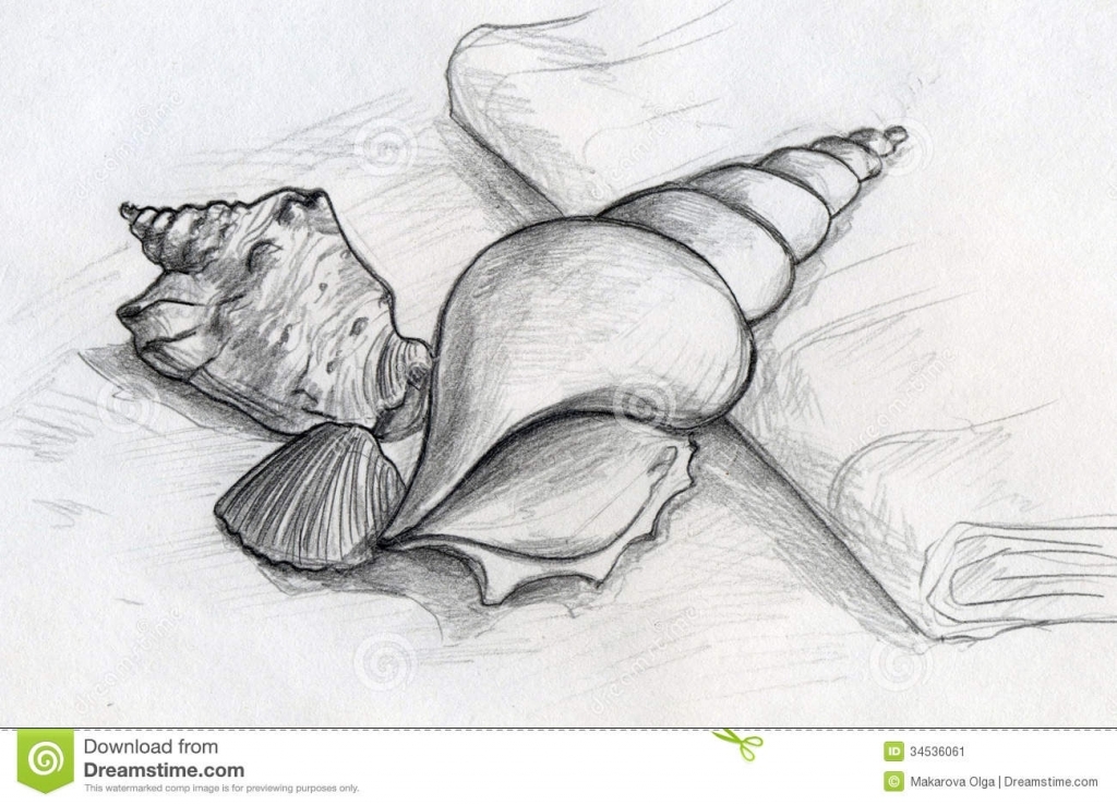 1024x738 Drawn Starfish Pencil - Starfish Pencil Drawing