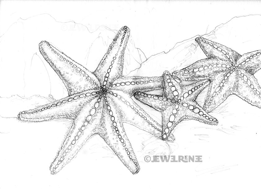 842x612 Right Here You'll Find A Lot Of Totally Free Starfish Drawing - Starfish Pencil Drawing