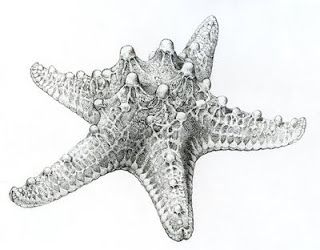 320x250 Starfish Drawing Pencil - Starfish Pencil Drawing