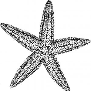 300x300 Starfish Pencil Drawing Archives - Starfish Pencil Drawing