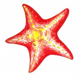 275x268 Starfish White Photos And Images - Starfish Pencil Drawing