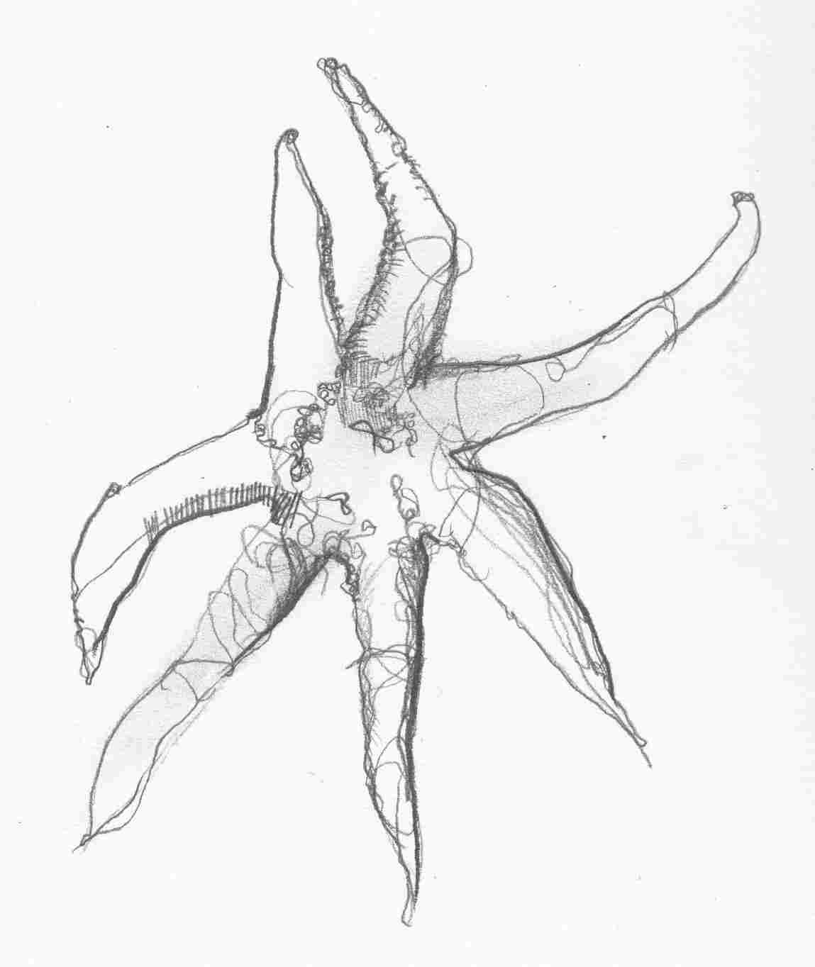 1149x1364 Easy With Narration Youtuberhyoutubecom How Easy And Simple Pencil - Starfish Pencil Drawing
