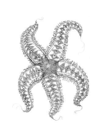 338x450 aquatic starfish pencil giclee print - Starfish Pencil Drawing