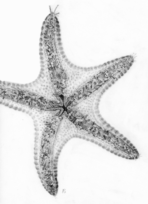 Starfish Pencil Drawing at PaintingValley.com | Explore collection of ...