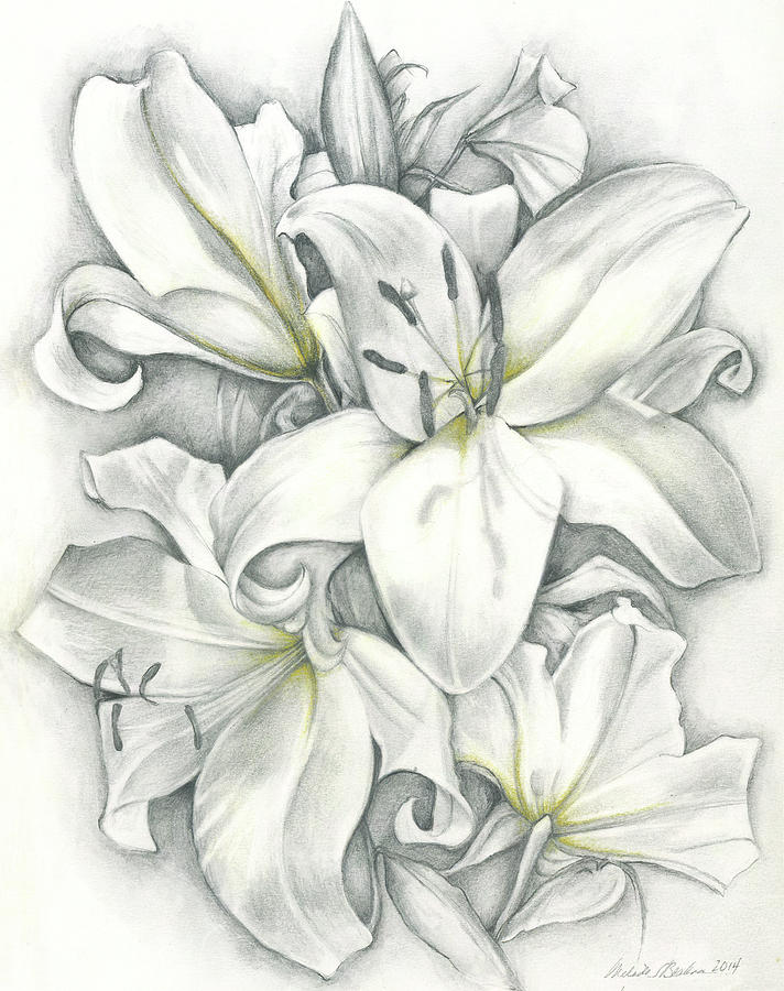 Stargazer Lily Drawing at Explore collection of