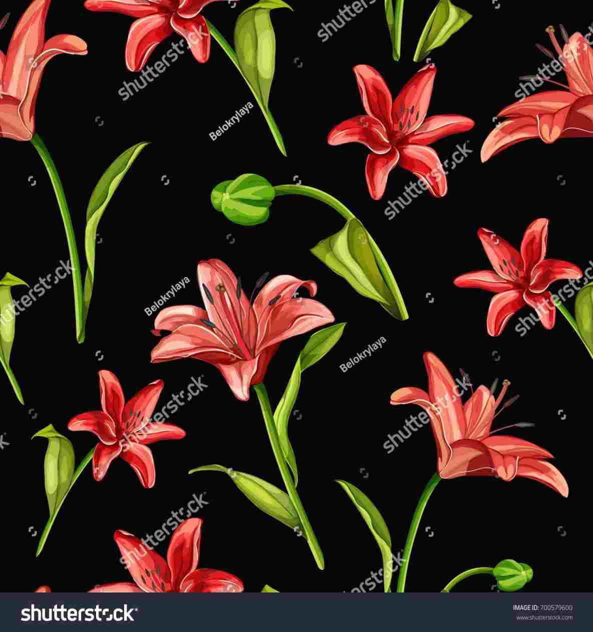 1185x1263 realistic stargazer lily drawing - Stargazer Lily Drawing