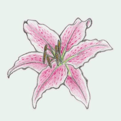 400x400 realistic stargazer lily drawing bird bath flower tattoo - Stargazer Lily Drawing