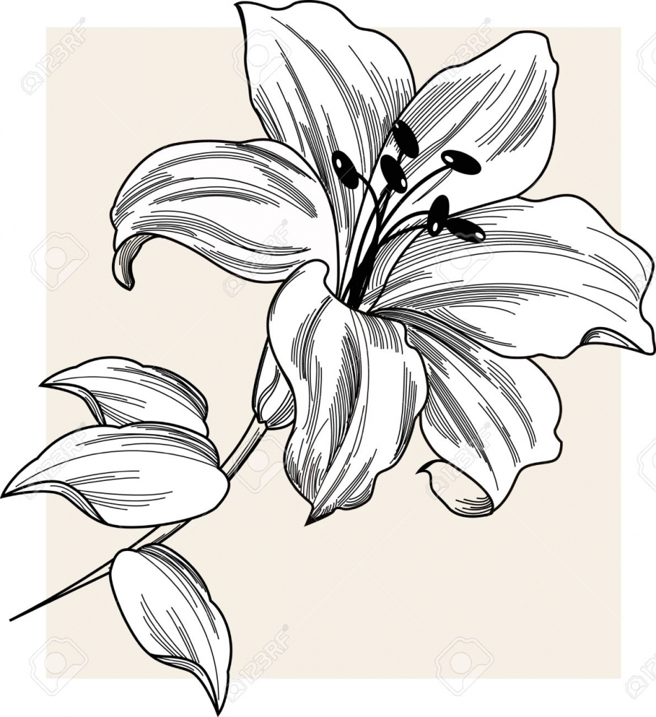 937x1024 lily drawing for free download - Stargazer Lily Drawing
