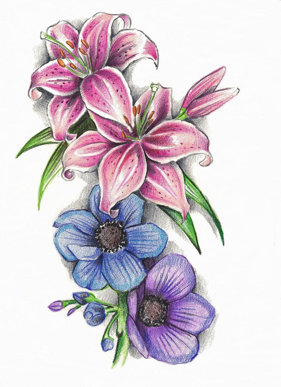 900x1240 stargazer lilly's and anemone flowers - Stargazer Lily Drawing