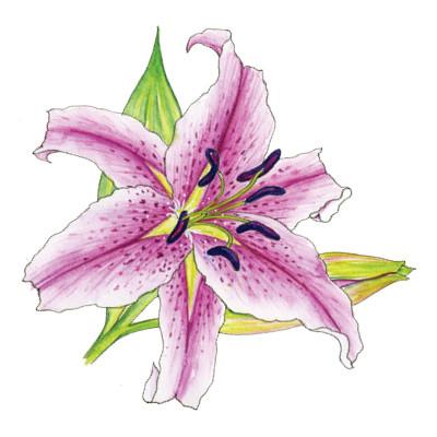 400x400 stargazer lily - Stargazer Lily Drawing