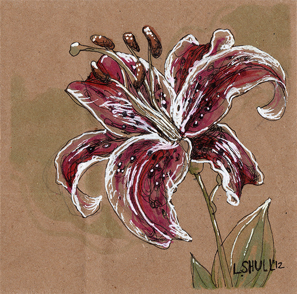 600x595 stargazer lily original drawing laura shull - Stargazer Lily Drawing