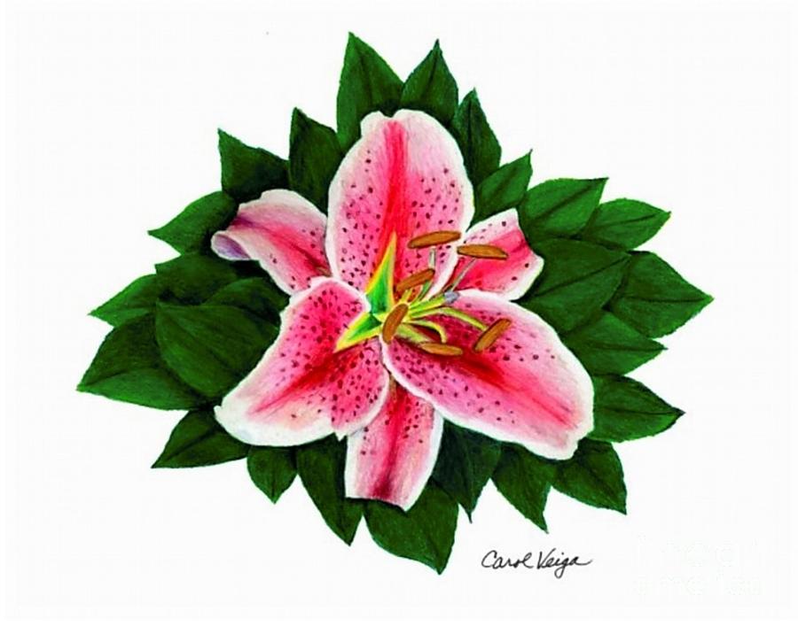 900x707 stargazer lily drawing - Stargazer Lily Drawing