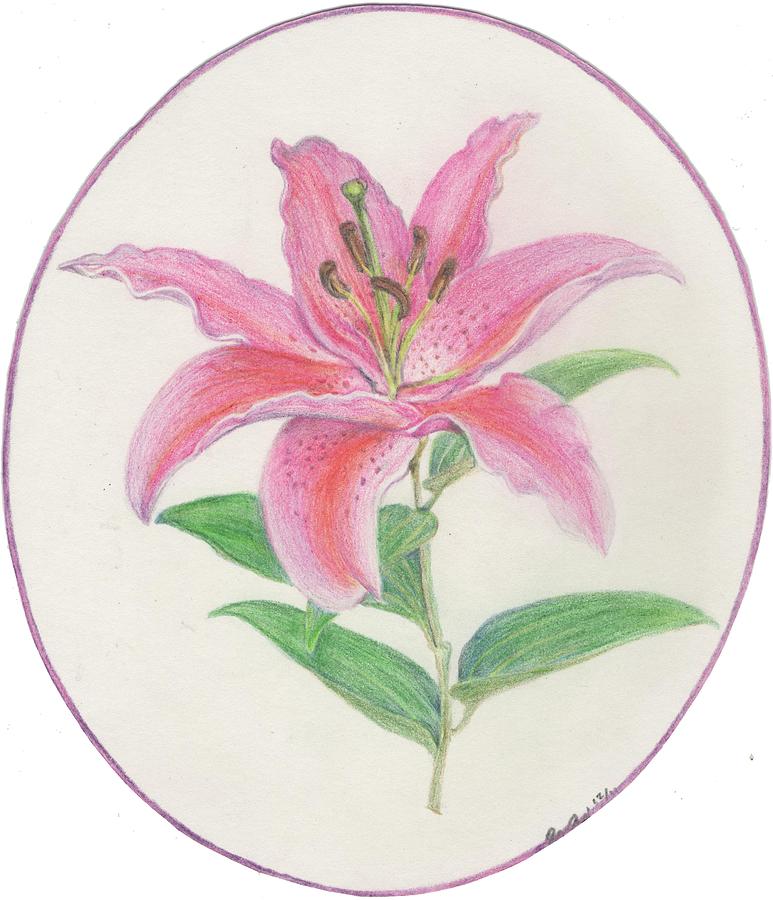 773x900 stargazer lily drawing - Stargazer Lily Drawing