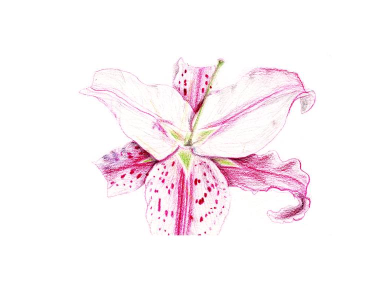 770x578 stargazer lily drawing - Stargazer Lily Drawing