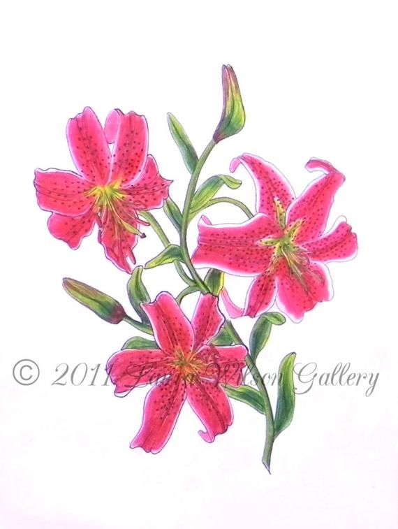 570x757 stargazer lily original drawing in pen and colored pencil etsy - Stargazer Lily Drawing