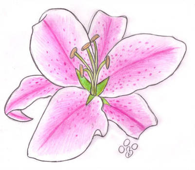 401x350 stargazer lily - Stargazer Lily Drawing