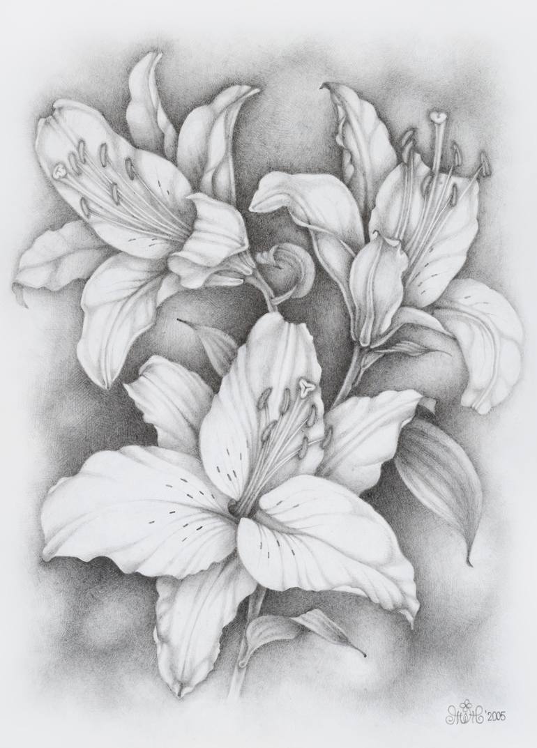770x1073 three lilies drawing - Stargazer Lily Drawing