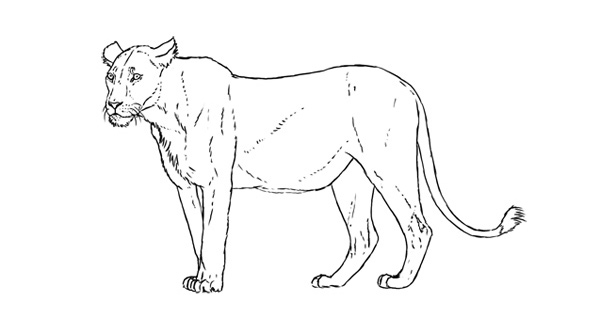 600x318 How To Start A Drawing Methods For Beginners - Start Drawing